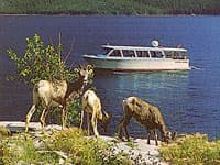 Minnewanka Boat Tours