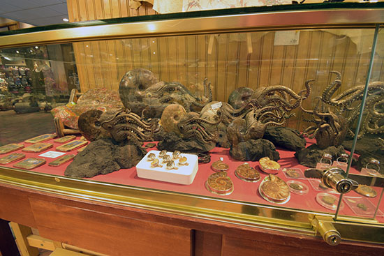 Ammolite in the Rockies