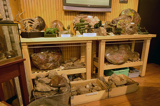 Ammolite in the Rockies